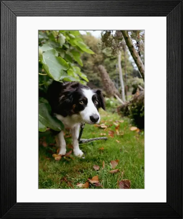 Framed Print : 2s9wc24 Framed Print : 2s9wc24