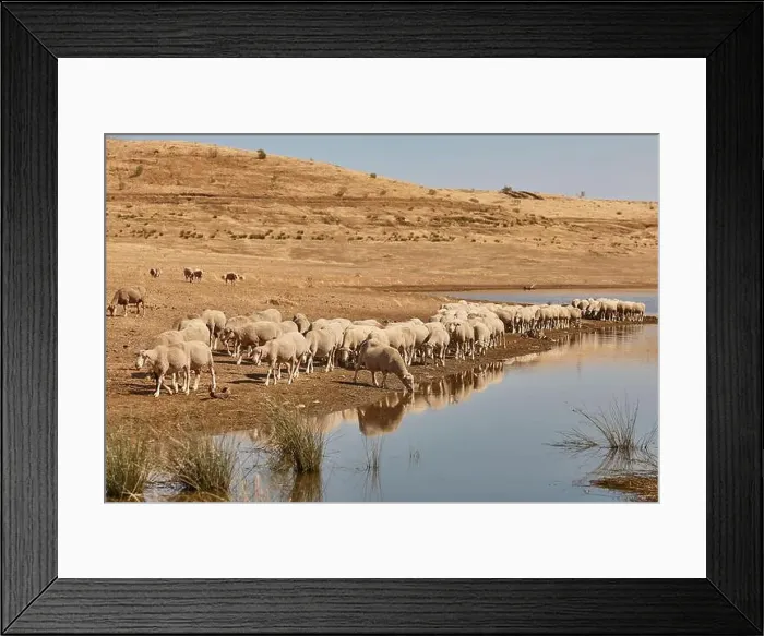 Framed Print : 2sahefb Framed Print : 2sahefb