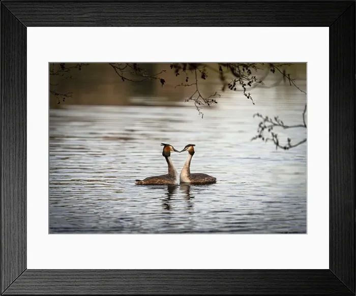 Framed Print : 2sap1yh Framed Print : 2sap1yh