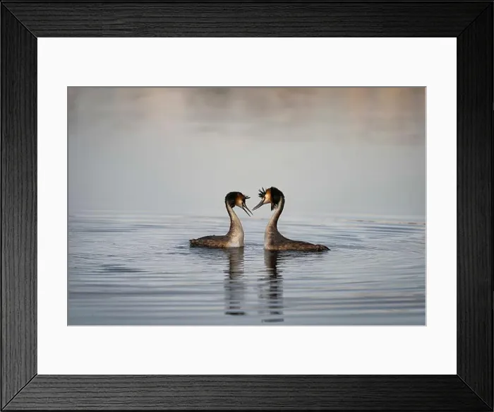 Framed Print : 2sap204 Framed Print : 2sap204