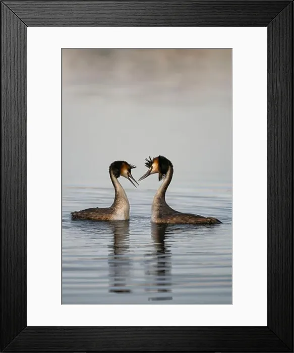 Framed Print : 2sap20j Framed Print : 2sap20j