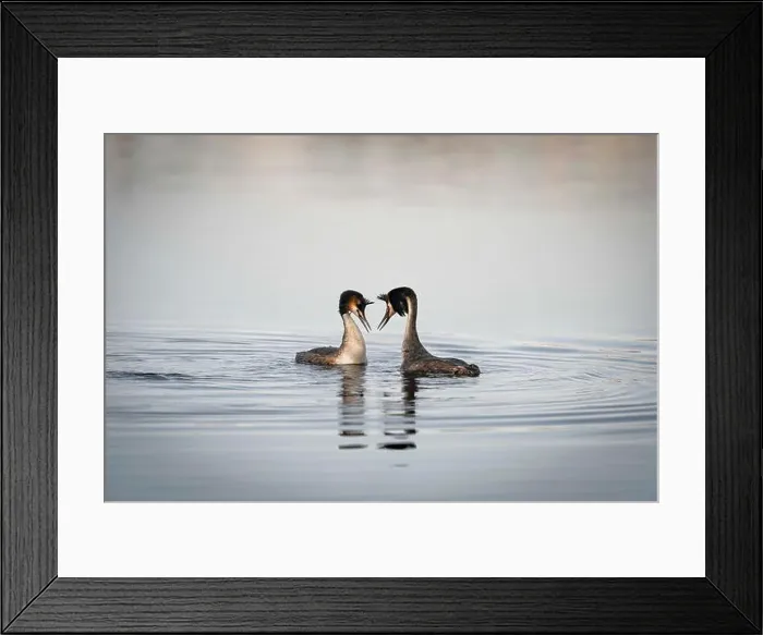Framed Print : 2sap20r Framed Print : 2sap20r