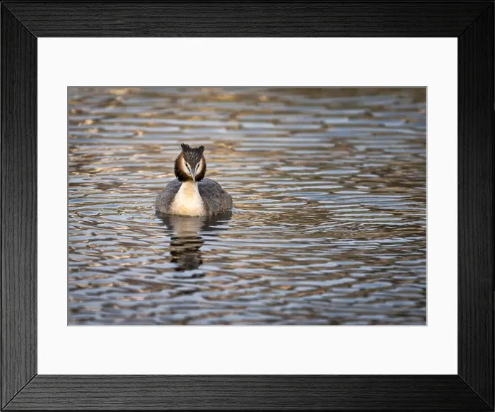 Framed Print : 2sap211 Framed Print : 2sap211