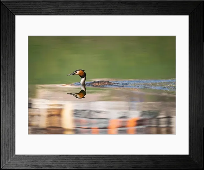 Framed Print : 2sap214 Framed Print : 2sap214