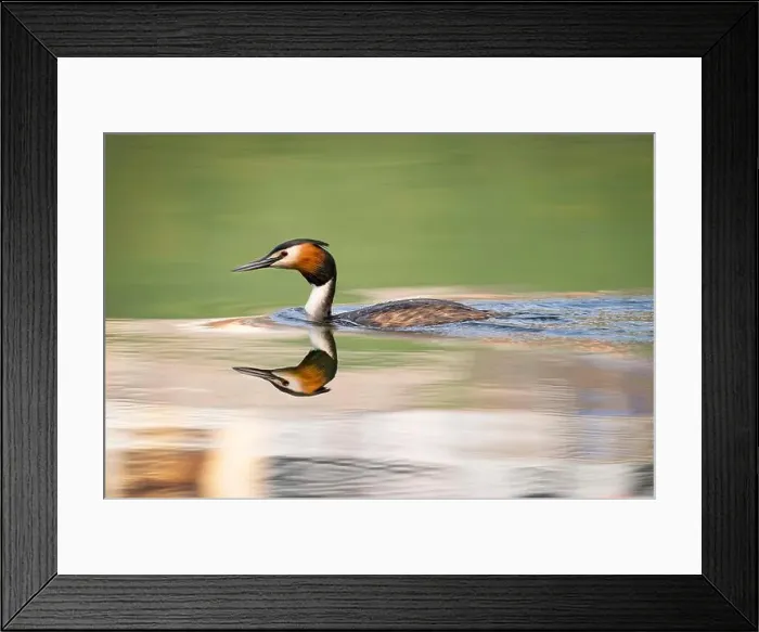 Framed Print : 2sap215 Framed Print : 2sap215