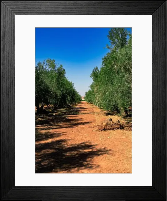 Framed Print : 2sap8t6 Framed Print : 2sap8t6