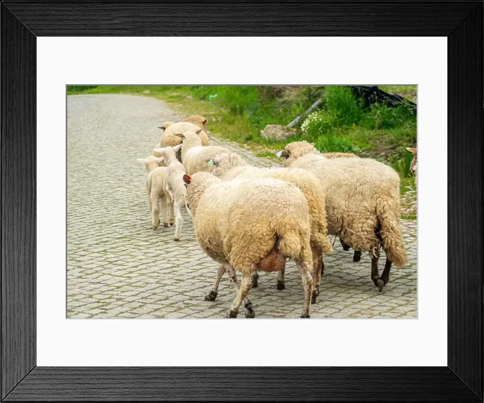 Framed Print : 2sapgcn Framed Print : 2sapgcn