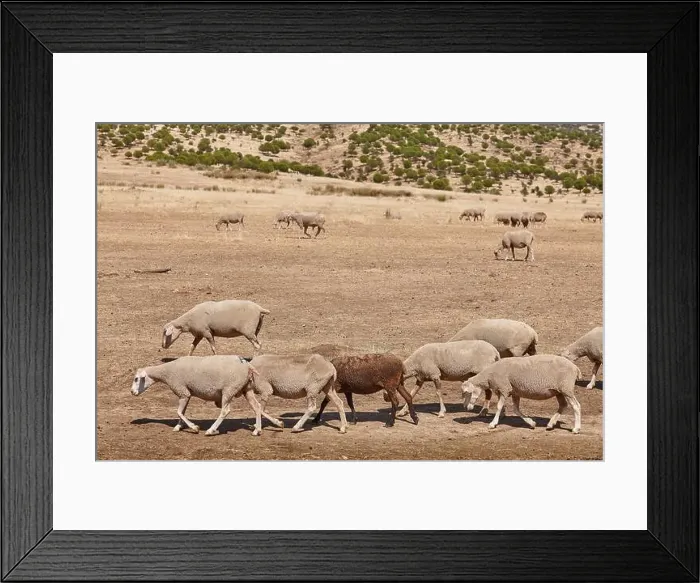 Framed Print : 2saw9j7 Framed Print : 2saw9j7