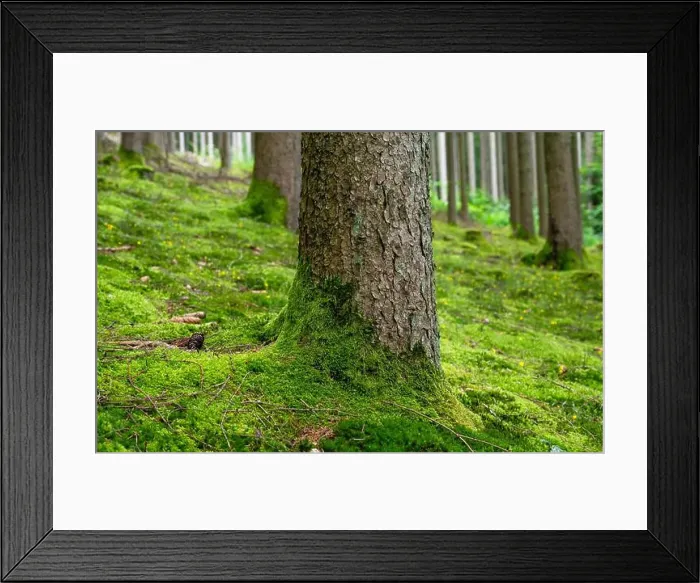 Framed Print : 2sb19n9 Framed Print : 2sb19n9