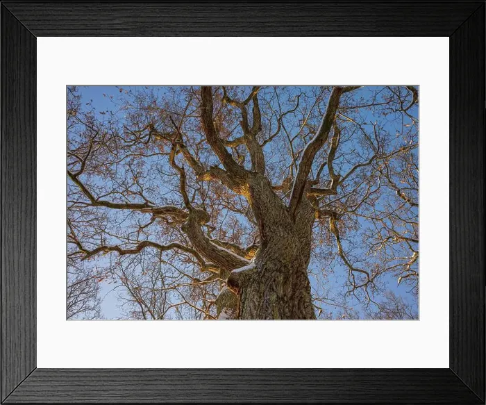 Framed Print : 2sbd1x2 Framed Print : 2sbd1x2