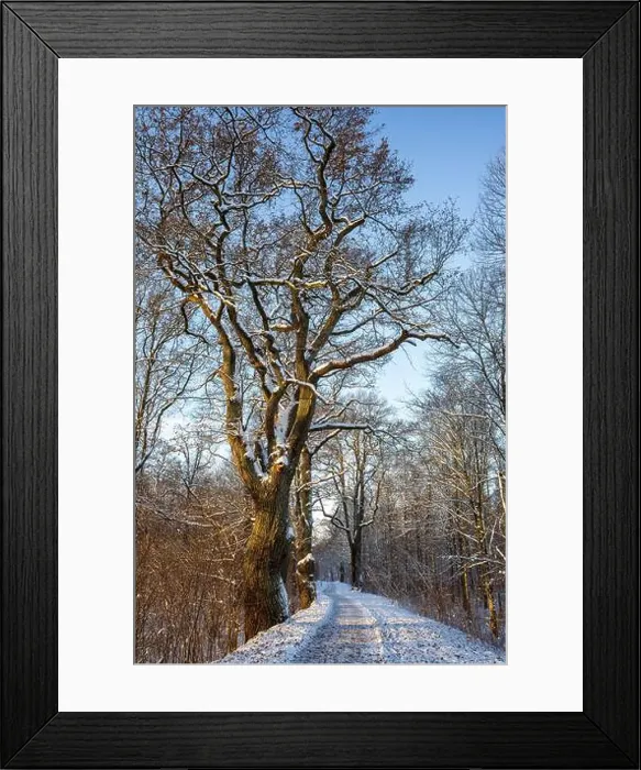 Framed Print : 2sbd1xr Framed Print : 2sbd1xr