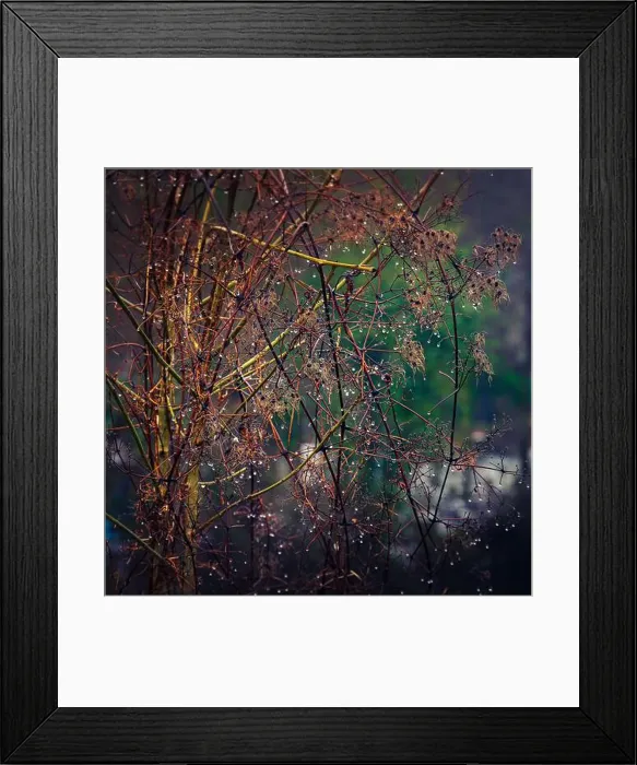 Framed Print : 2sbfxg6