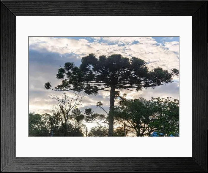 Framed Print : 2sbtwag Framed Print : 2sbtwag