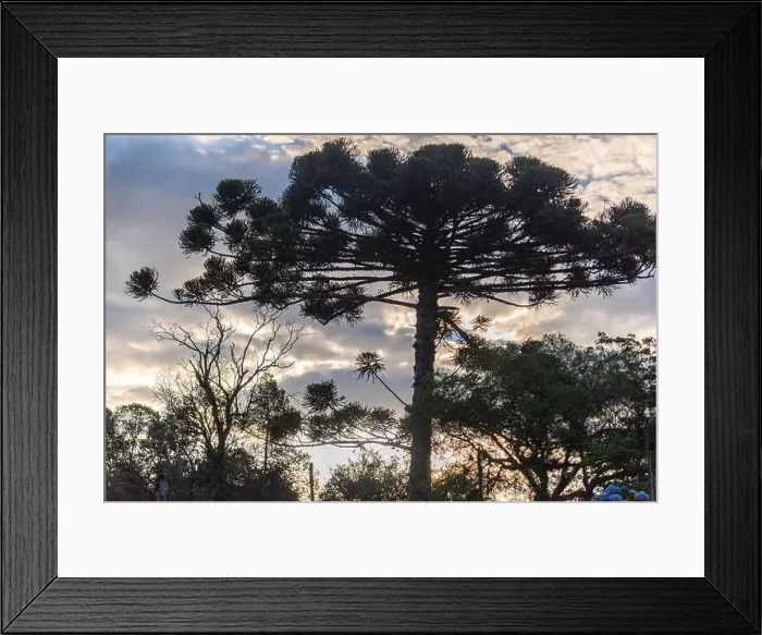 Framed Print : 2sbtwaj Framed Print : 2sbtwaj