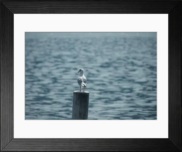 Framed Print : 2sbxndj