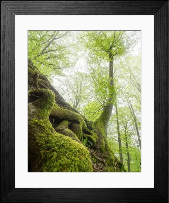 Framed Print : 2scagy7 Framed Print : 2scagy7