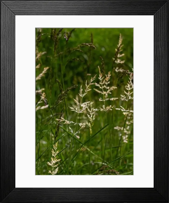 Framed Print : 2scbw6m Framed Print : 2scbw6m