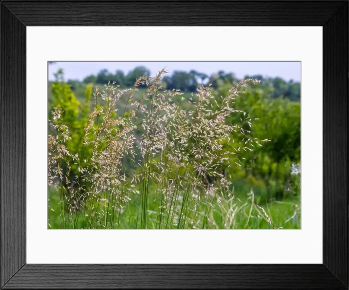 Framed Print : 2scbw77 Framed Print : 2scbw77