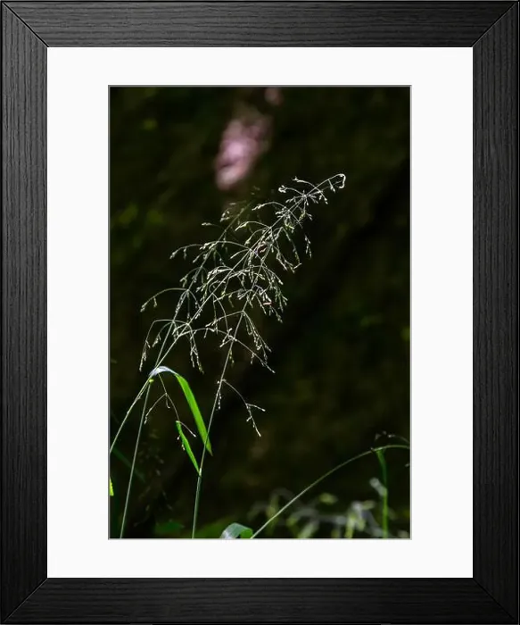 Framed Print : 2scbwkh Framed Print : 2scbwkh