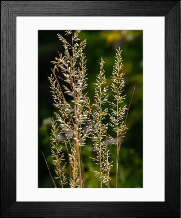 Framed Print : 2scbwny Framed Print : 2scbwny
