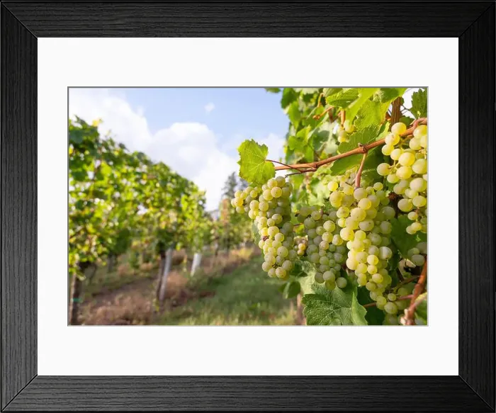 Framed Print : 2scdrr4 Framed Print : 2scdrr4
