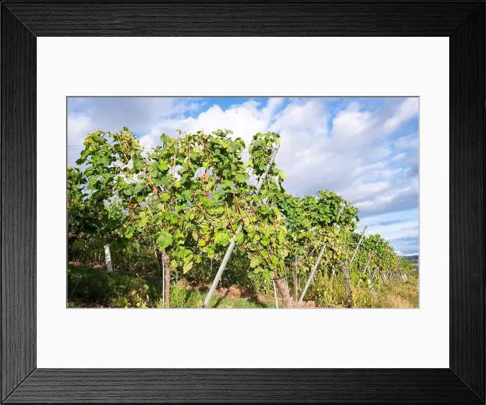Framed Print : 2scdtc8 Framed Print : 2scdtc8