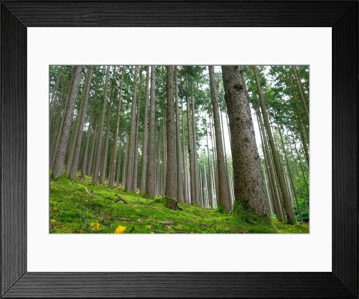 Framed Print : 2scdw59 Framed Print : 2scdw59