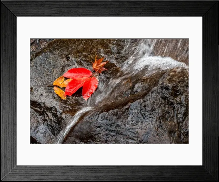 Framed Print : 2sf76bg Framed Print : 2sf76bg