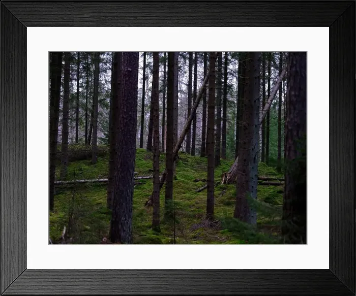Framed Print : 2sgj1hm Framed Print : 2sgj1hm