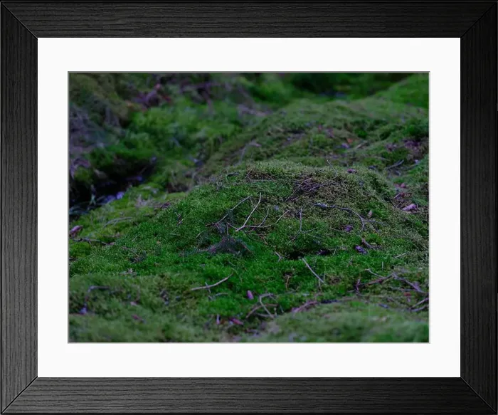 Framed Print : 2sgjc48 Framed Print : 2sgjc48