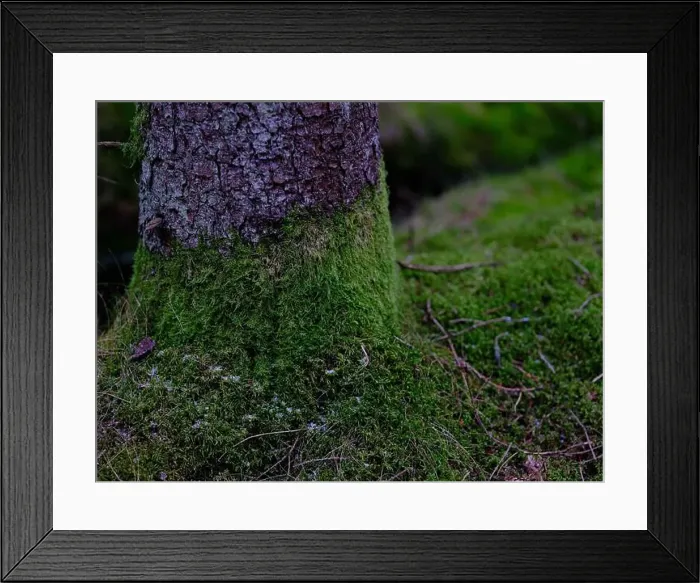 Framed Print : 2sgjc9e Framed Print : 2sgjc9e