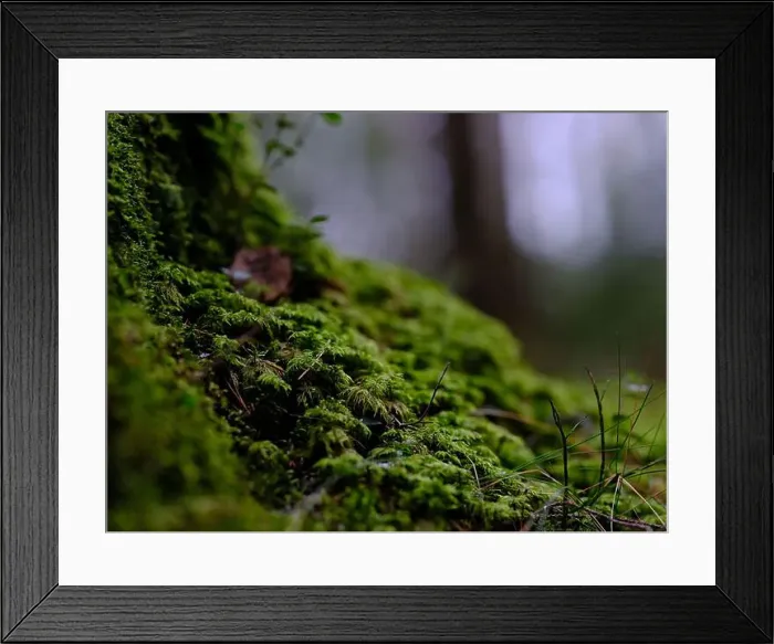 Framed Print : 2sgjcyb