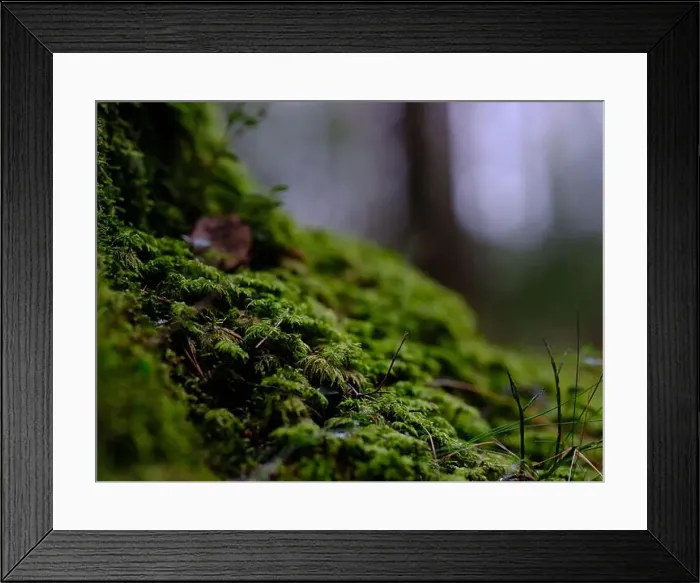 Framed Print : 2sgjd55 Framed Print : 2sgjd55