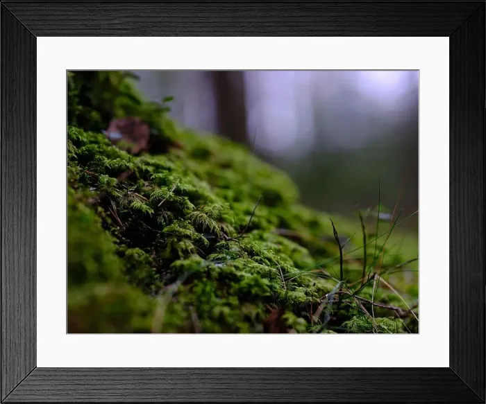 Framed Print : 2sgjdkr Framed Print : 2sgjdkr