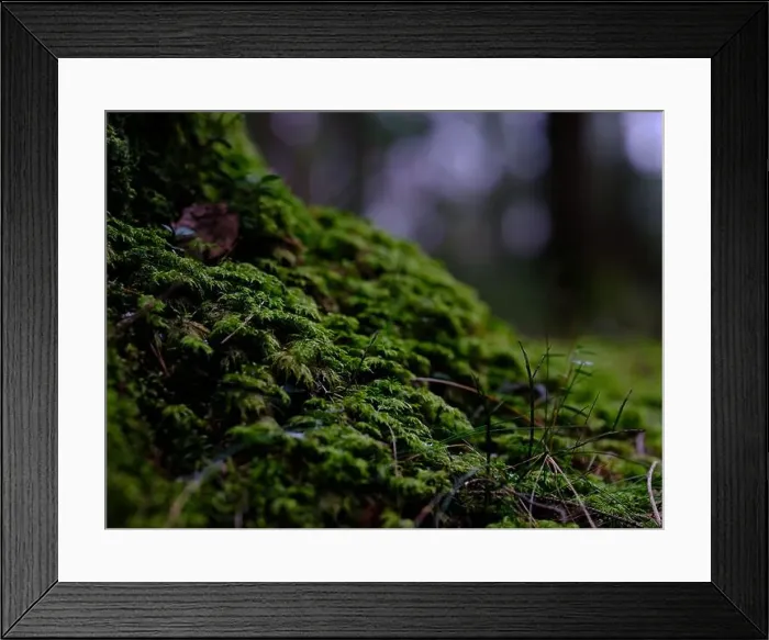 Framed Print : 2sgje7j Framed Print : 2sgje7j