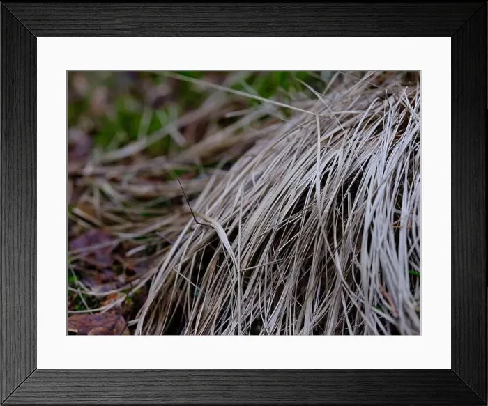 Framed Print : 2sgjg82 Framed Print : 2sgjg82