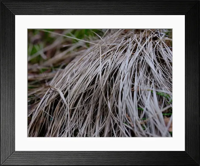 Framed Print : 2sgjgrk Framed Print : 2sgjgrk