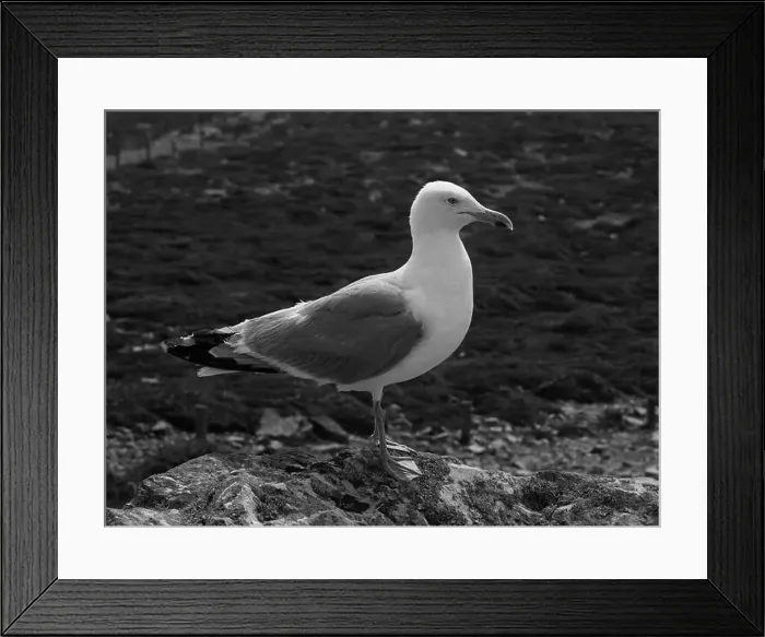 Framed Print : 2sgjygk Framed Print : 2sgjygk
