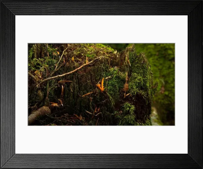 Framed Print : 2sgk1dk Framed Print : 2sgk1dk