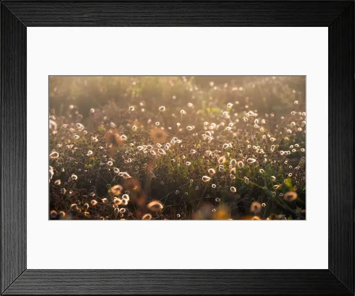 Framed Print : 2sgk3yt