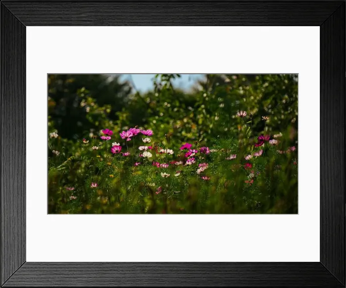 Framed Print : 2sgk4y1 Framed Print : 2sgk4y1