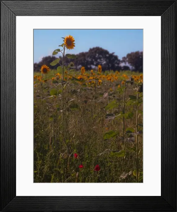 Framed Print : 2sgk55n Framed Print : 2sgk55n