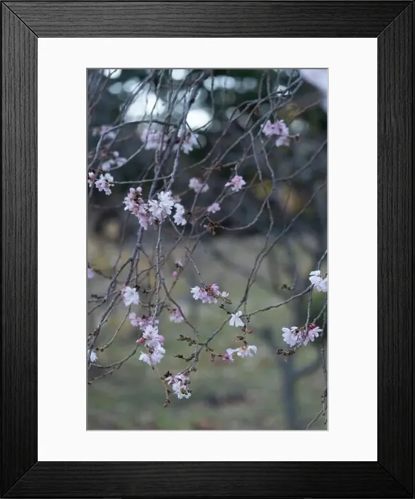 Framed Print : 2shtmrb Framed Print : 2shtmrb