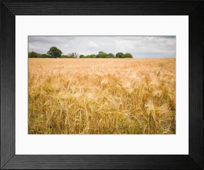 Framed Print : 2sjmgj7 Framed Print : 2sjmgj7