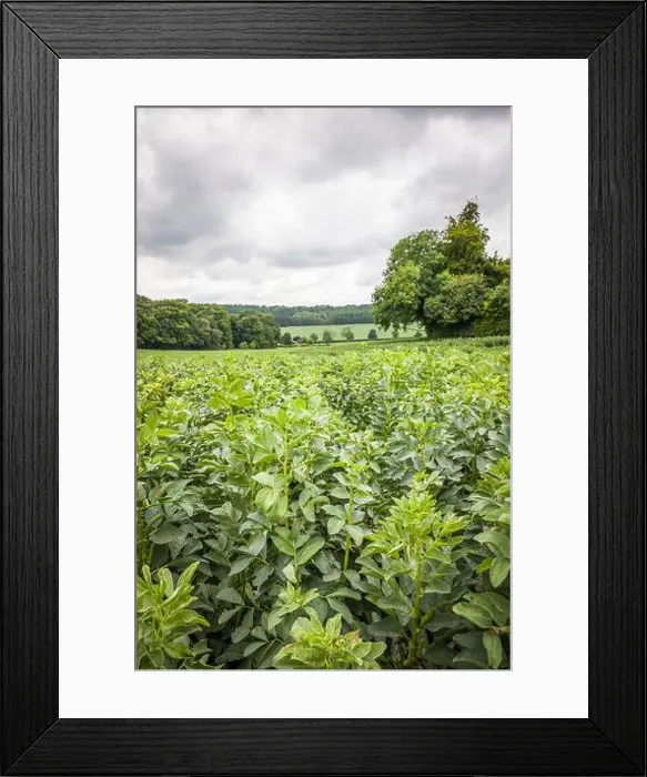 Framed Print : 2sjmgj8 Framed Print : 2sjmgj8