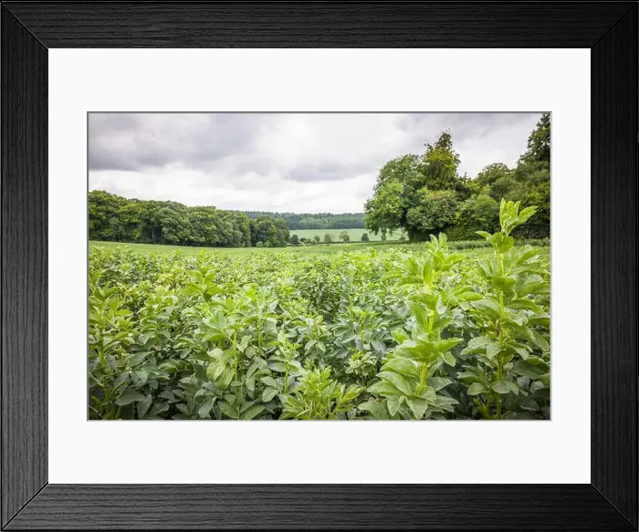 Framed Print : 2sjmgj9 Framed Print : 2sjmgj9