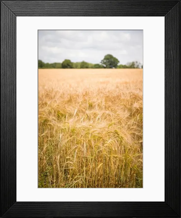 Framed Print : 2sjmgjc Framed Print : 2sjmgjc