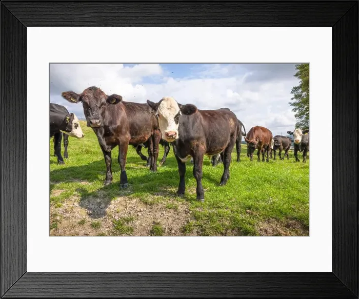 Framed Print : 2sjmja6 Framed Print : 2sjmja6