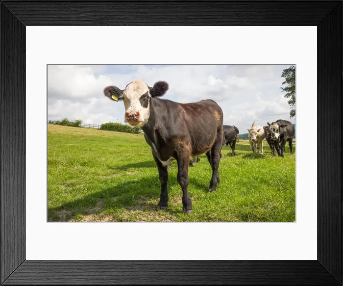 Framed Print : 2sjmmhf Framed Print : 2sjmmhf