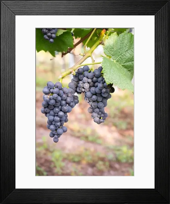 Framed Print : 2sm5p7e Framed Print : 2sm5p7e